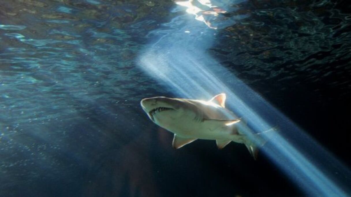 Un requin à l'Aquarium de Sydney (Australie) le 3 juillet 2010